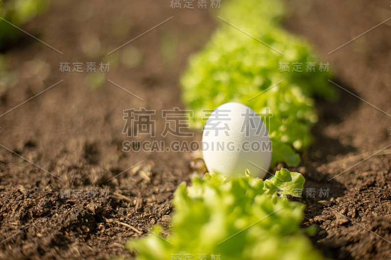 新鲜的绿色沙拉里有白色的鸡蛋。