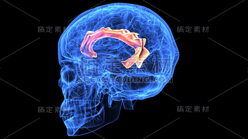 人体大脑解剖部分的3d插图