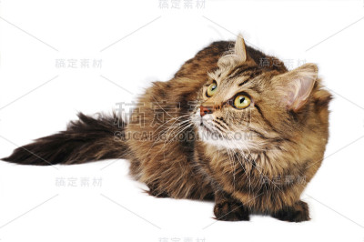 虎斑猫