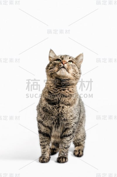 灰猫近距离看了看