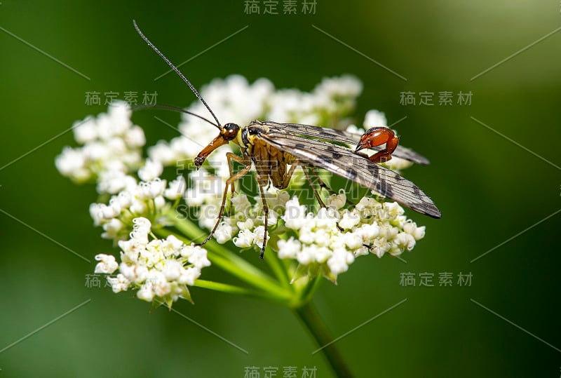 蝎子飞