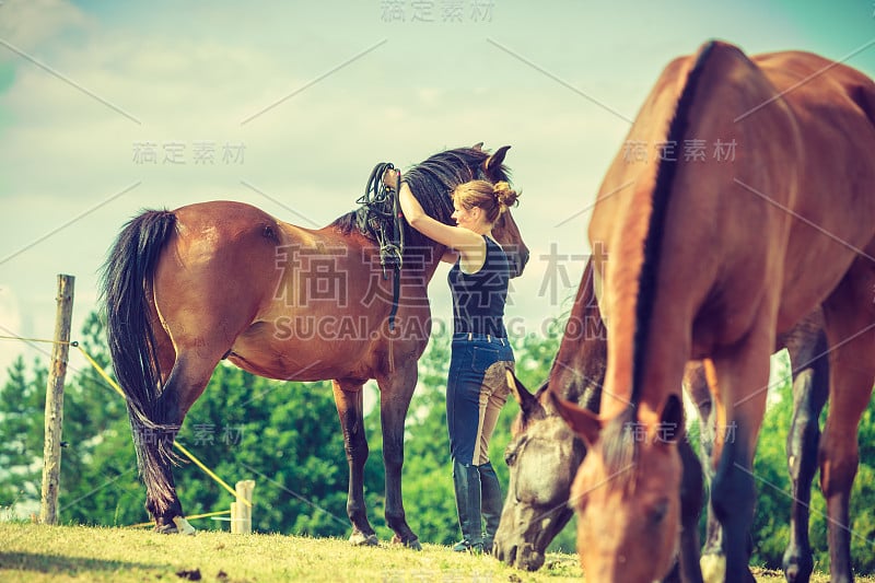 骑师女人与马在草地上行走