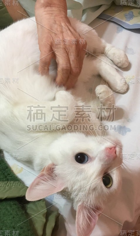 小猫和奶奶