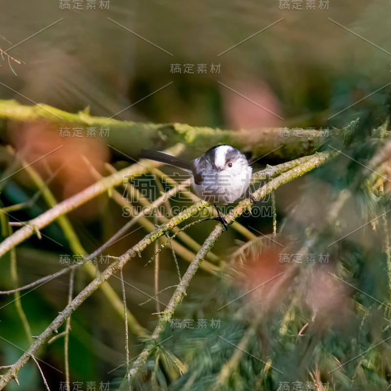 小鸟在美丽的绿色森林里