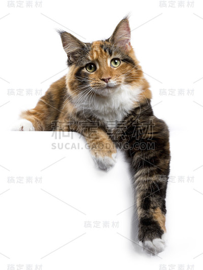 年轻的缅因猫/小猫躺着，爪子从边缘垂下来，孤立在白色背景上