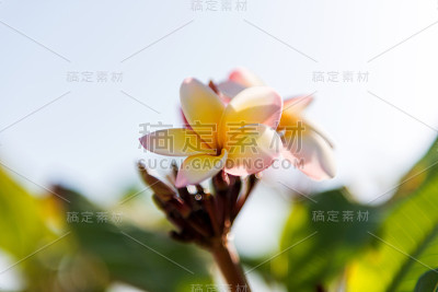 鸡蛋花有白色和黄色的花，有叶子