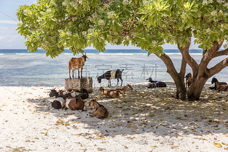 Gili Trawangan