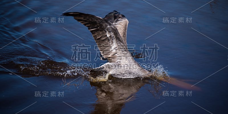 海中的滨鸟