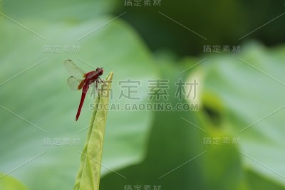 荷叶和蜻蜓