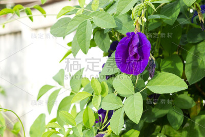 蝴蝶豌豆花