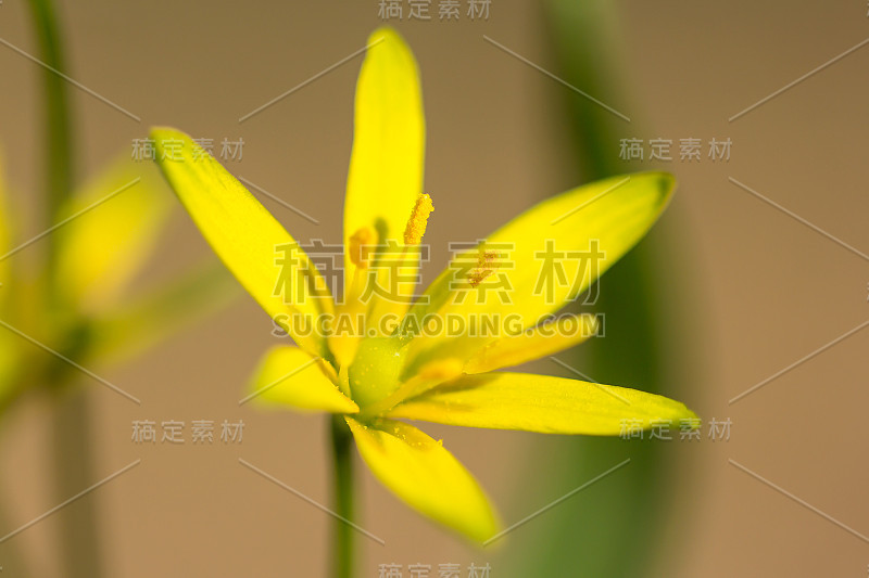 伯利恒的一种黄色星形植物(黄花百合属)，初春开花，是一种欧亚百合科的多年生球状草本植物，有披针形的叶