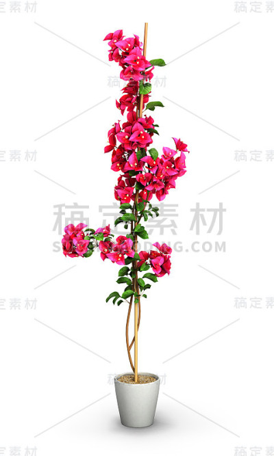 紫色植物，在白色的背景上孤立的白色盆栽。3 d今市子