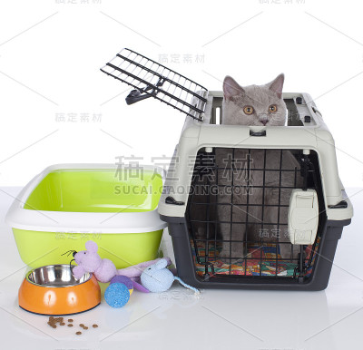 英国短毛猫藏在猫笼里