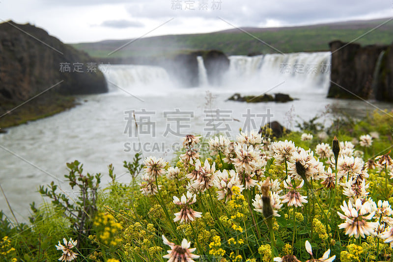 冰岛，背景上的野花和神祗