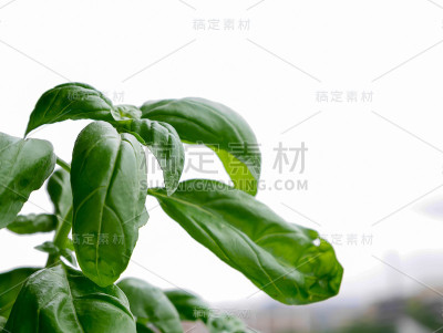 日本蔬菜串