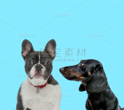 忠诚的法国斗牛犬戴着项圈，塔克尔看着它