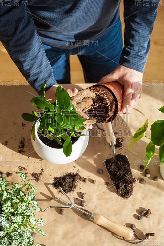 园艺，在家里种植。男子搬迁榕树室内植物