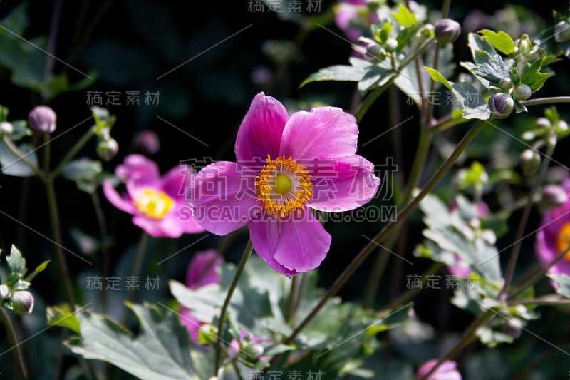 粉红色的日本银莲花，也叫风花或银莲花。