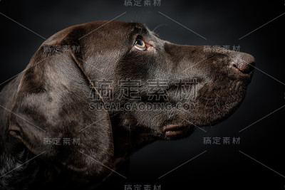 纯种德国猎犬在演播室拍摄。