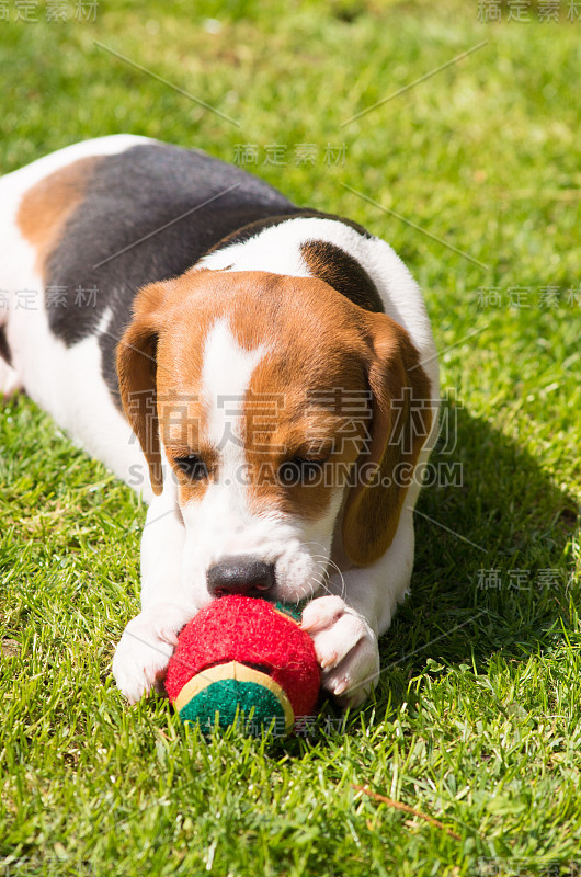 小猎犬小狗