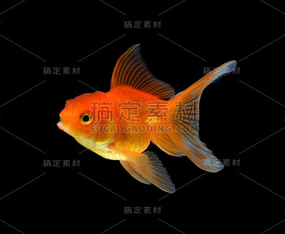 金鱼孤立在黑色背景上