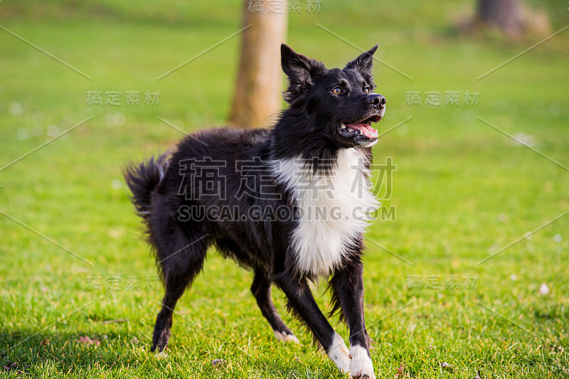 国防部服从训练。好奇的边境牧羊犬注视着前方，享受着阳光明媚的一天，和主人一起玩游戏。