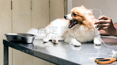 兽医用生理盐水对狗进行消毒治疗生病的狗;兽医对犬进行绝育手术，兽医诊所。