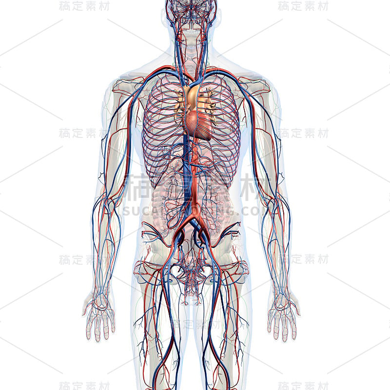 男性胸腹循环系统内部解剖