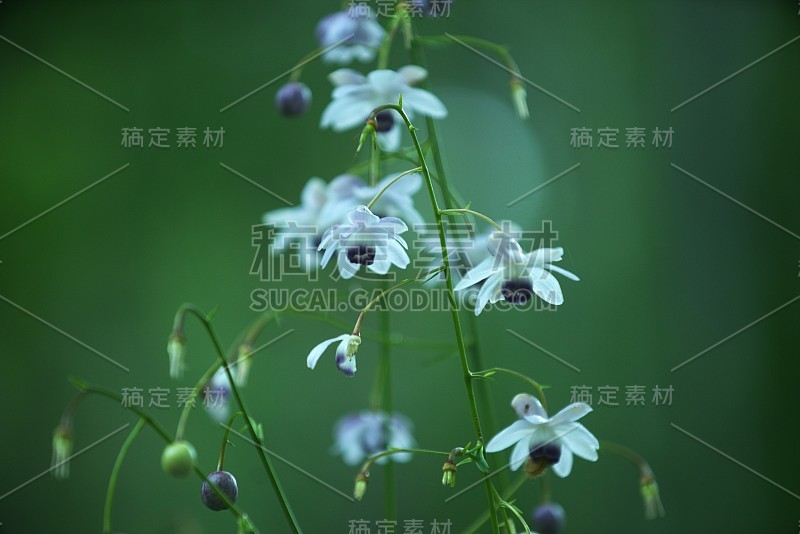 伦格舒马
