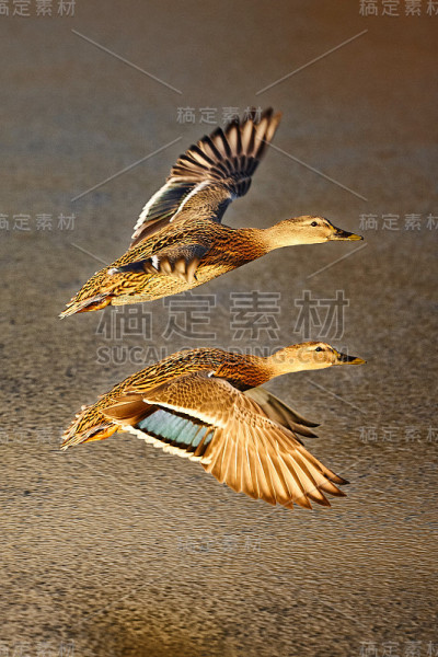 空中的木棍