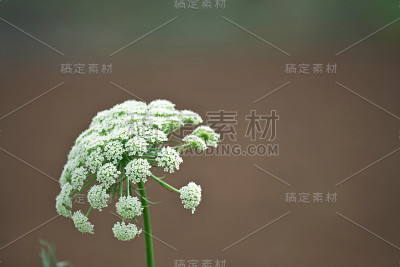 胡萝卜之花
