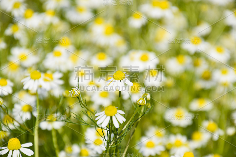 林间空地。花期洋甘菊。