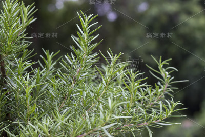 花园里的迷迭香