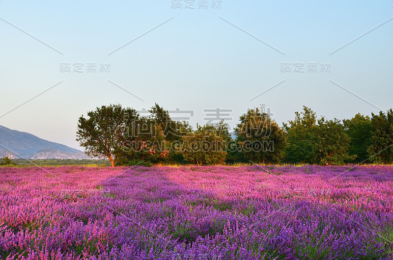 法国普罗旺斯的薰衣草田