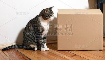 带箱家猫