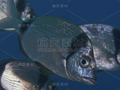 双条鲷