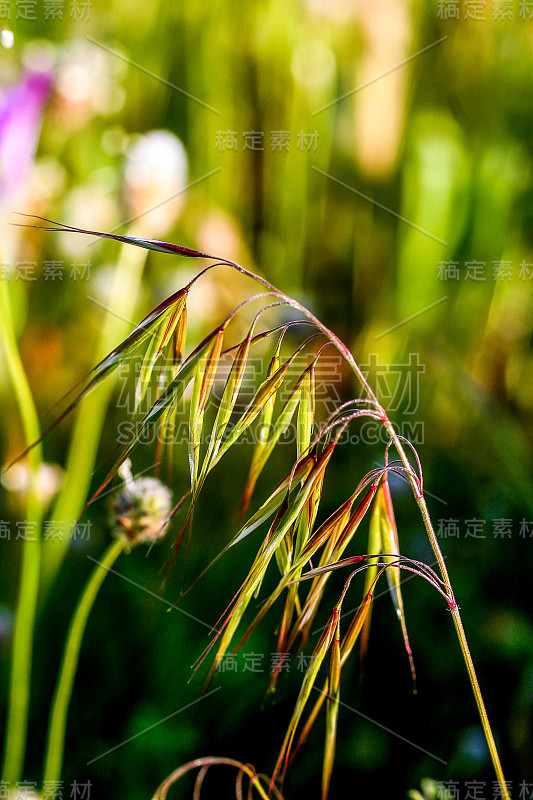 巴纳燕麦，一种野生燕麦。