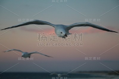 黄昏时分，西澳大利亚印度洋上的一种海鸥