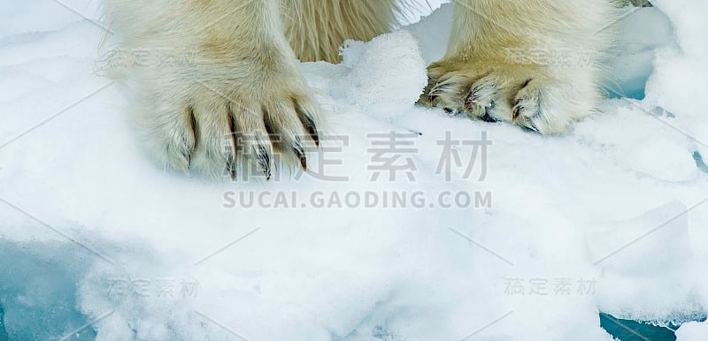 北极熊(Ursus maritimus)是一种原产于北极圈及其周围海域的北极熊。