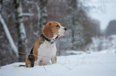比格犬在冬天的雪地里散步