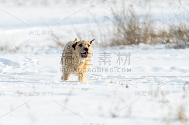 一只白色的小杰克罗素梗狗在冬天有很多雪的草地上玩耍。