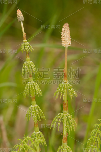 马尾植物