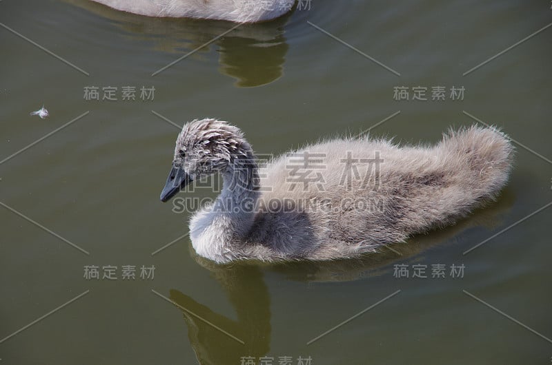 小天鹅漂浮在池塘里