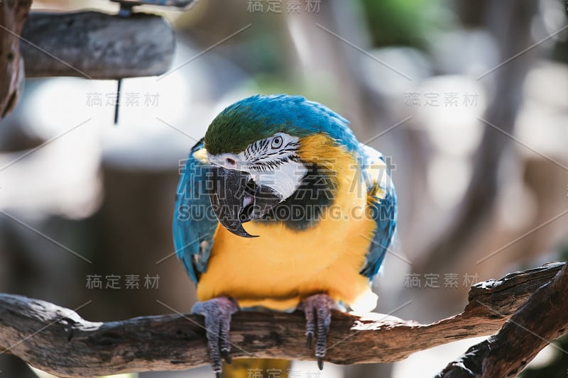 热带亚马逊雨林的珍奇鸟类