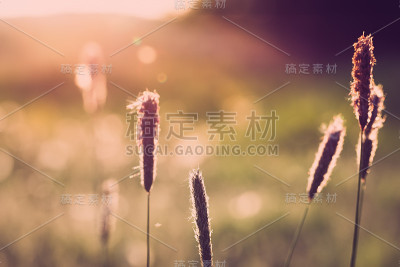 春天的背景与草地上的草