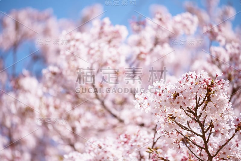 粉白色樱花或樱花，名古屋