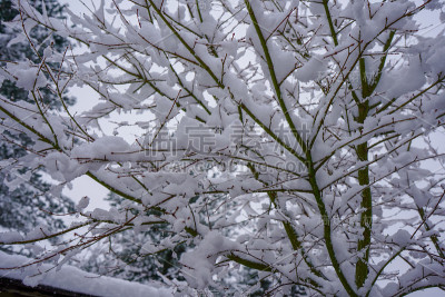 花园中被雪覆盖的植物的特写