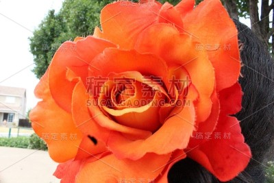 橘色花