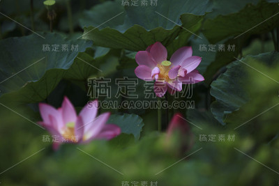 夏日的荷花盛开了