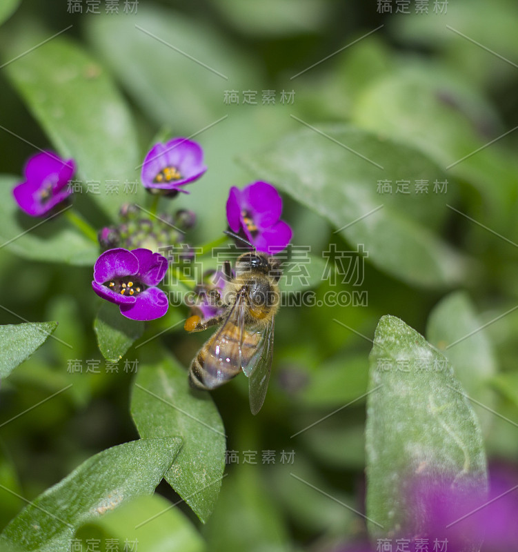 蜜蜂在爱丽丝花上，